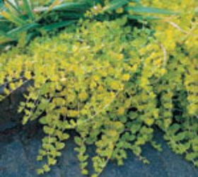 our fave five aquatic plants for the pond, flowers, gardening, outdoor living, Creeping Jenny has small yellow flowers plant in shallow areas