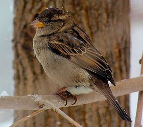 don t forget the birds tips for feeding birds in winter, outdoor living, pets animals, Place your feeder near a bush hedge or small tree so that the birds can rest there while visiting the feeder