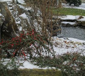 winter waterscapes, outdoor living, ponds water features, Christmas Holly Aside Pond