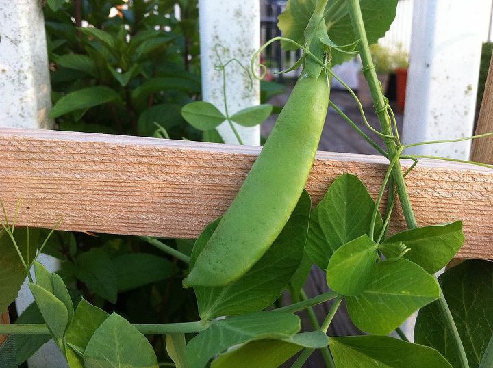 when do i pick my sugar snap peas, gardening