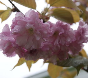 the flowers in my garden so far this spring, flowers, gardening, Japanese Cherry Tree