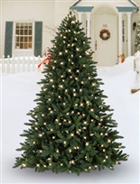 christmas tree, christmas decorations, gardening, landscape, outdoor living, seasonal holiday decor