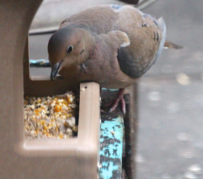 part 5 back story of tllg s rain or shine feeders, outdoor living, pets animals, urban living, A lone mourning dove appreciated munching from the HH feeder when it was placed here as evident from his he smile Image featured