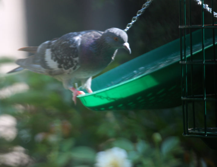 catching crumbs that fall to the floor followup 2 to 8 22 s post, pets animals, AND as you can also see pigeons are still trying to rock the feeder BUT the seed spillage is much less if at all