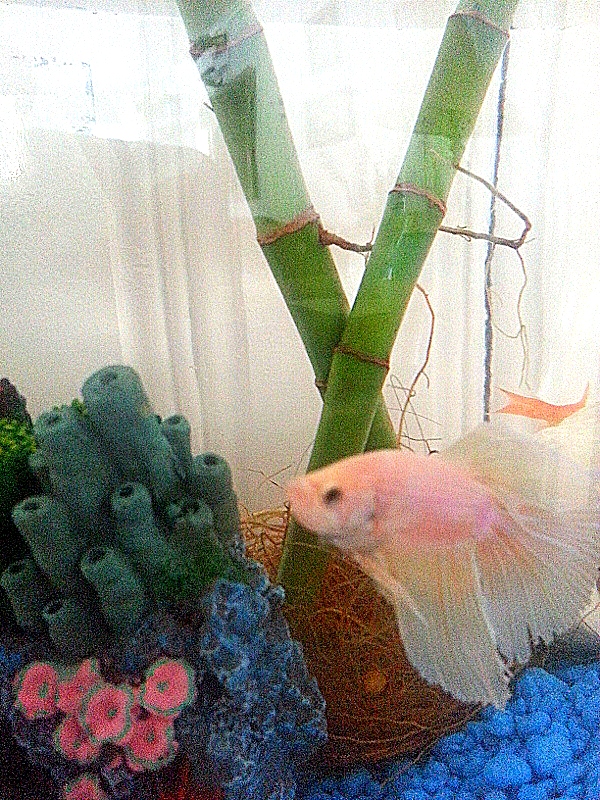 how to grow bamboo in a goldfish bowl, crafts, pets animals, Here is the pretty Betta fish He s pretty happy with this arrangement