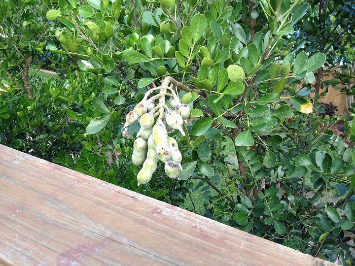 q mountain laurel problem, gardening, They are big heavy like