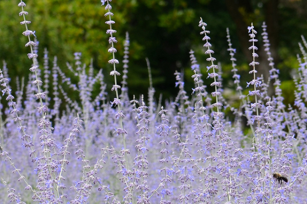 4 ways to drought proof your garden and stay green when it s dry, flowers, gardening, Russian Sage