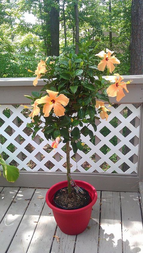 enjoying my deck, decks, flowers, gardening, hibiscus, outdoor living, Got 2 of these This one is looking great the other is looking really sickly Over half the leaves have turned yellow I took them off We ll see what happens