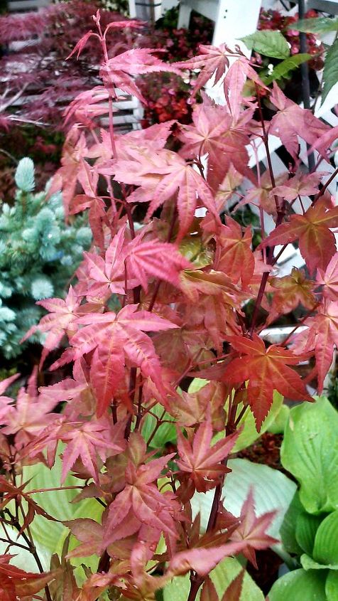 my love affair, Shindeshojo