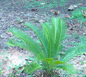 sago palm is growing, gardening, This palm is now about 2 tall The one next to it is just a nub but was planted at the same time