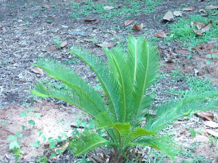 sago palm is growing, gardening, This palm is now about 2 tall The one next to it is just a nub but was planted at the same time