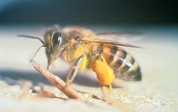 Africanized Honey Bee (Killer Bee)