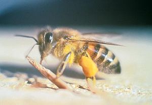 africanized honey bee killer bee, pest control, Killer Bee