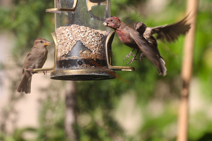 catching crumbs that fall to the floor followup 3 to 8 22 s post, decks, gardening, outdoor living, pets animals, urban living, Male and Female Finch Enjoying a moment at the Feeder INFO