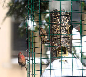 the loss of a visiting bird borrowed time, gardening, pets animals, A male house finch checks out his comrade at a feeder in my garden Image featured on TLLG s FB Page