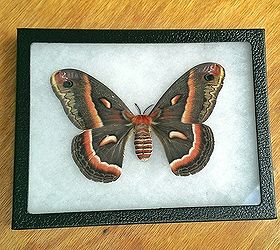 moth for wall art, crafts, home decor, Final display