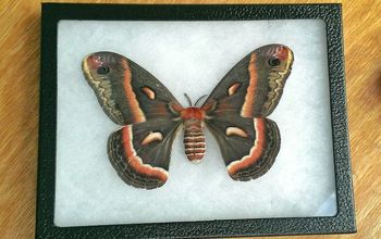 Moth for Wall Art