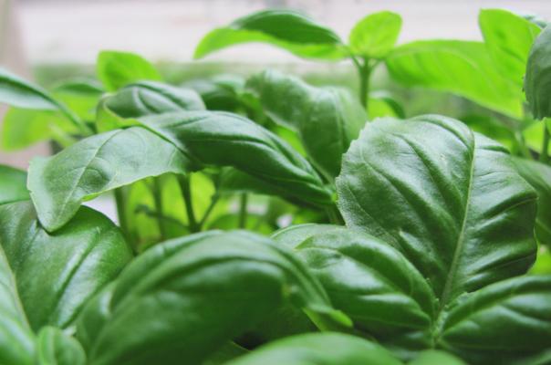 las 16 mejores plantas comestibles y saludables para cultivar en interiores