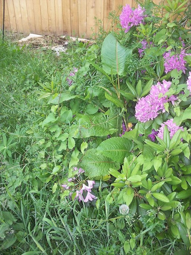 what kinds of weeds are these, My rhody covered in weeds What is the one in the middle of the picture