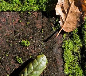 diy a charming stone and moss walkway, concrete masonry, gardening