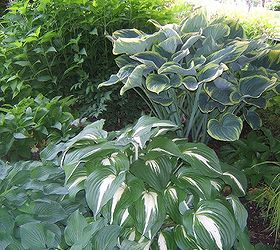 growing hosta the perfect shade plant, flowers, gardening, Some varieties are huge for specimen planting