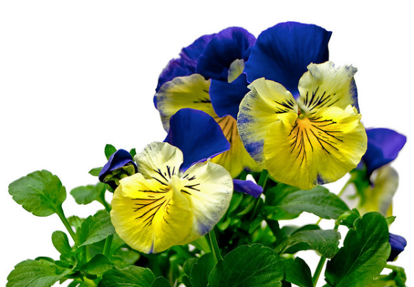 keep your green thumb with these 4 keys to winter gardening, flowers, gardening, Pansies
