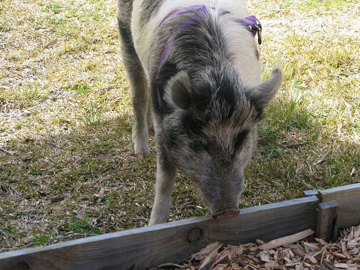 another visitor to the garden winston the pig, pets animals, Winston investigates the woodchip mulch is this edible