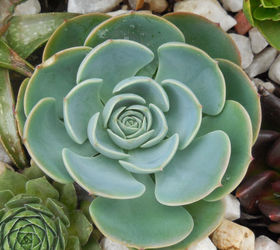 q does anyone know the name of these echeverias, gardening, 1