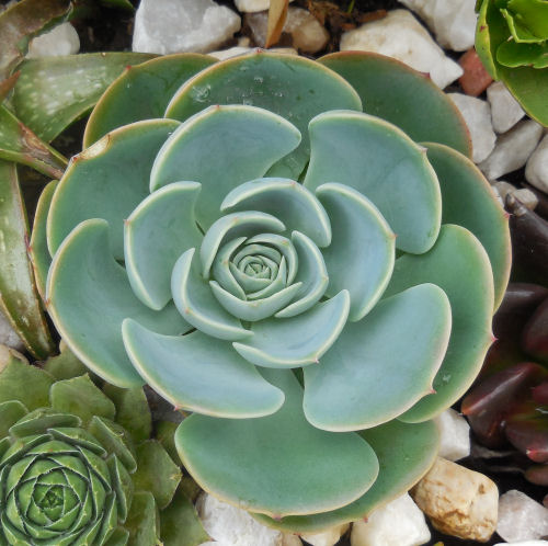 q does anyone know the name of these echeverias, gardening, 1