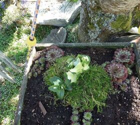 if you want something just whistle succulent garden, flowers, gardening, repurposing upcycling, succulents
