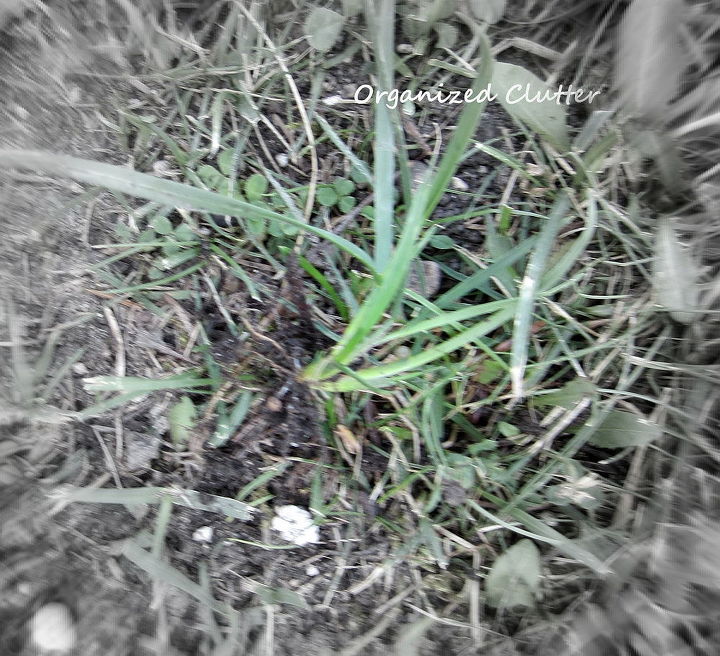 weeding tips, gardening, raised garden beds, Here you see my weed tossed into the lawn roots and all No bending necessary