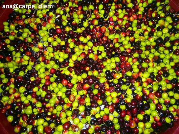 olives harvest time, gardening, Nature amaze me over and over These olives are quite a magnificent scene don t you think