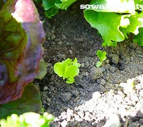 patchwork garden method, gardening, Little lettuce seedlings will fill in holes of harvested heads