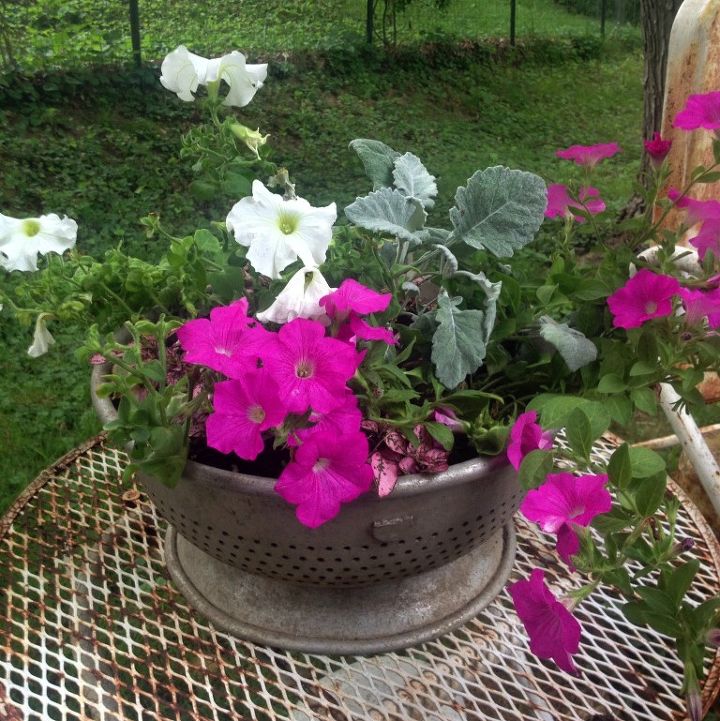 adding vintage junk to the garden, container gardening, flowers, gardening, repurposing upcycling, Broken vintage strainer 1 yard sale treasure used as a creative container for annuals