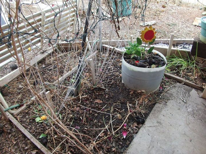 my garden snow, flowers, gardening, Celery Red Pepper and Beets in the Pot Trumpet vine Sunflowers and Mini Pumpkin vines in the Ground got room for onion and garlic