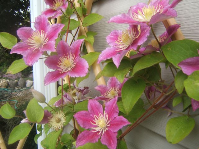 clematis confusion pruning clematis, gardening, Beautiful pink clematis with large 6 inch blooms climbs up a trellis