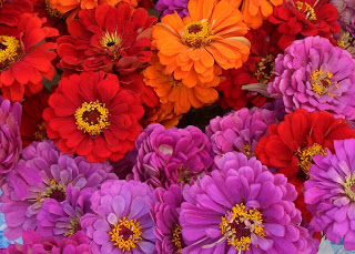 my top five flowers for arrangements, flowers, gardening, outdoor living, perennial, repurposing upcycling, Zinnias are annuals but so easy to grow and are the PERFECT plant to grow every year for your floral arrangements
