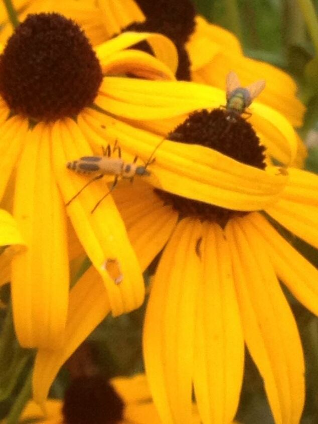new bug, gardening