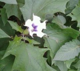 can someone help me identify this plant?