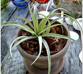 how to care for air plants so they grow multiply, gardening