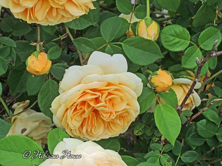 david austin english rose teasing georgia, flowers, gardening, hibiscus