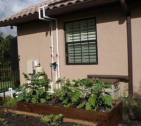 new pictures, gardening, landscape, raised garden beds, Eggplants in raised bed on sunny side of house