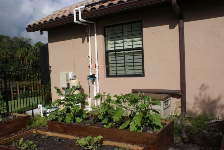 new pictures, gardening, landscape, raised garden beds, Eggplants in raised bed on sunny side of house