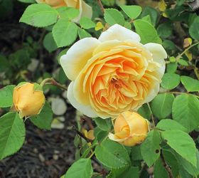 david austin english rose teasing georgia, flowers, gardening, hibiscus