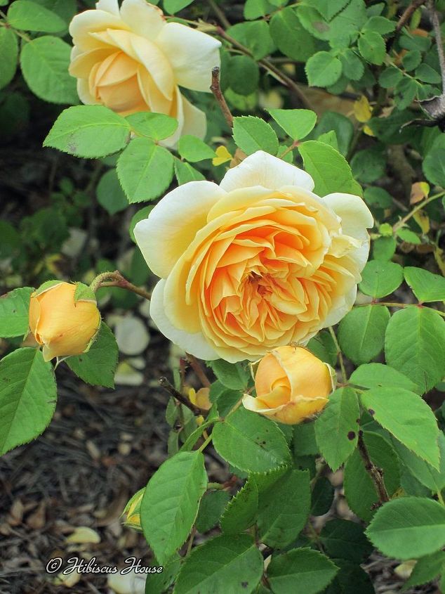 david austin english rose teasing georgia, flowers, gardening, hibiscus