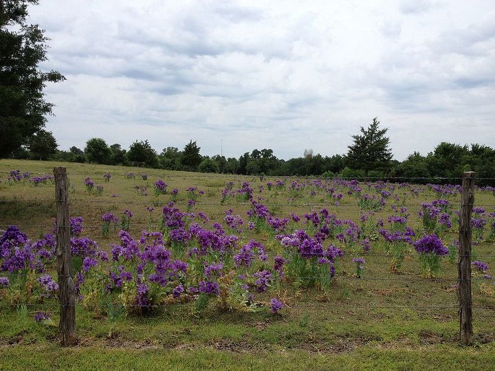 recognize this plant, gardening, Any idea what type of plants these are