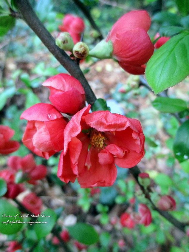 what s blooming in the garden today, flowers, gardening, Flowering Quince