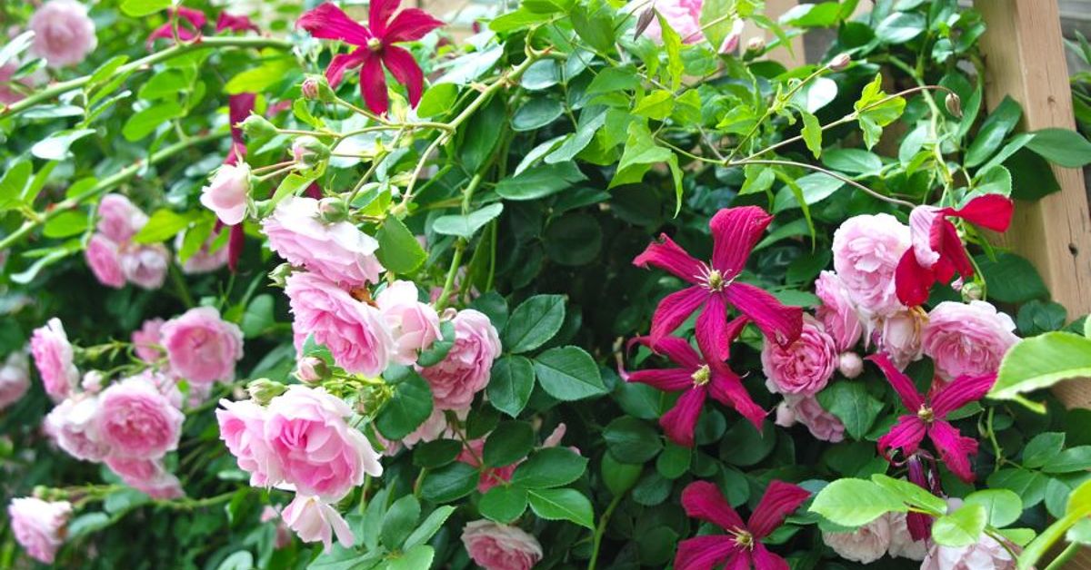 Climbing Rose and Clematis Combination | Hometalk