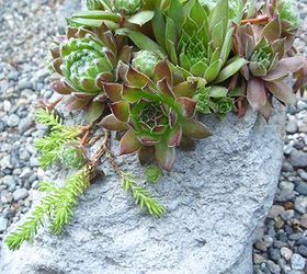 unique succulent planters, container gardening, flowers, gardening, succulents, Lava Rock has the perfect conditions