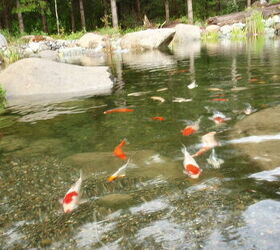 customer photo story, outdoor living, pets animals, ponds water features, Friendly Koi